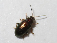 Crepidodera aurata