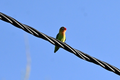 Fischer's Lovebird (Agapornis fischeri), photo 5