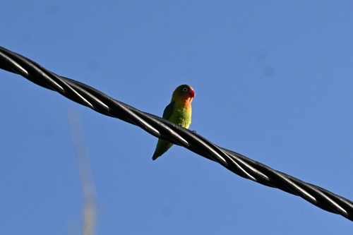 Fischer's Lovebird (Agapornis fischeri), photo 6