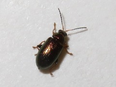 Crepidodera aurata