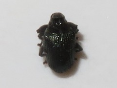 Ceutorhynchus alliariae