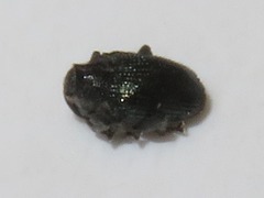 Ceutorhynchus alliariae