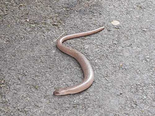 Common Slowworm