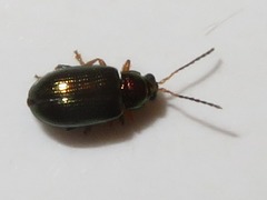 Crepidodera aurata