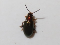 Crepidodera aurata