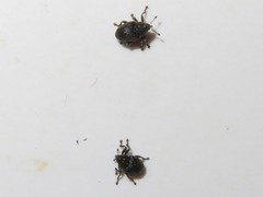 Ceutorhynchus contractus