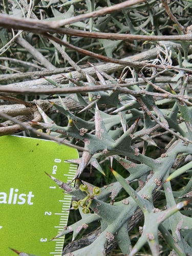 Colletia paradoxa, photograph 4