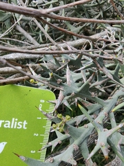 Colletia paradoxa, photograph (c) Anabela Plos, some rights reserved (CC BY)