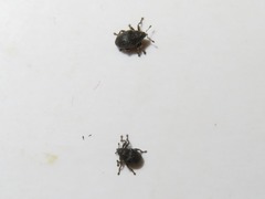 Ceutorhynchus contractus