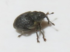 Ceutorhynchus contractus