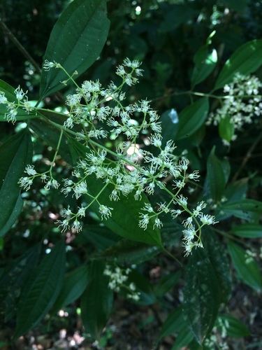 Miconia emendata