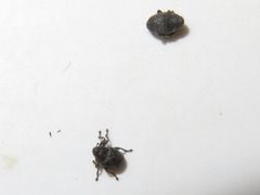 Ceutorhynchus contractus