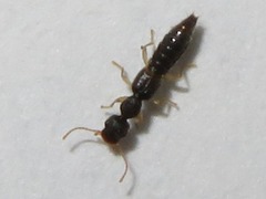Astenus immaculatus