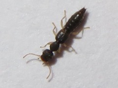 Astenus immaculatus
