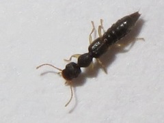Astenus immaculatus