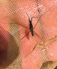 Aquarius nebularis
