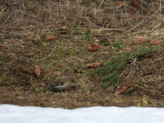 Fringilla coelebs
