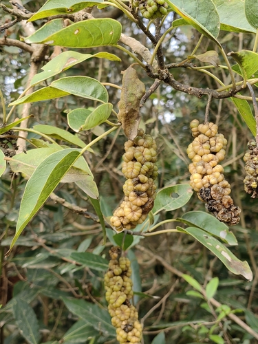 Phytolacca dioica