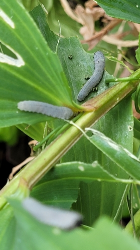 Solomon's-seal sawfly