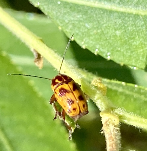 iNaturalist observation photo of Chestnut-colored Cryptocephalus