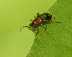 Attalus minimus