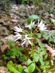 Allium ursinum