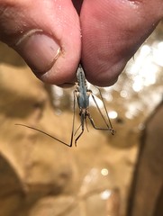 Aquarius nebularis