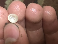 Crepidula convexa