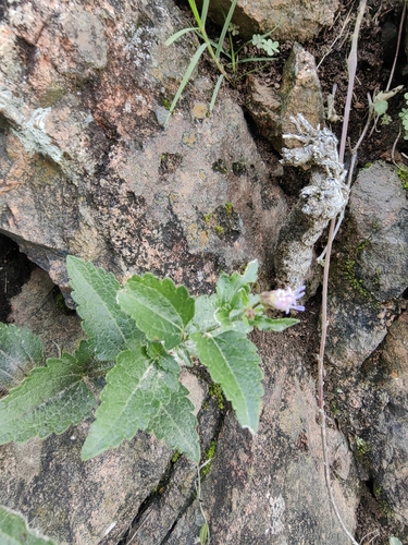 Chromolaena hirsuta, photograph 2