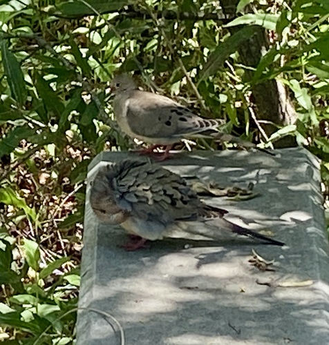 iNaturalist observation photo of Mourning Dove