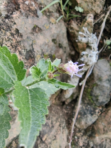 Chromolaena hirsuta, photograph 3