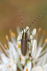 Agapanthia asphodeli