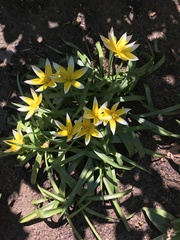 Tulipa urumiensis