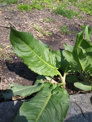 Magnoliopsida