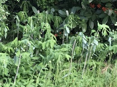Polygonatum multiflorum