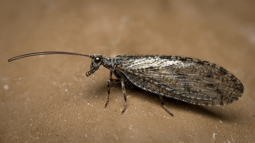 Micromus variolosus