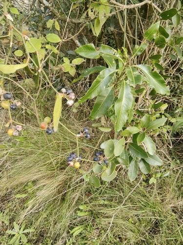 Smilax campestris, photograph 4