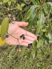 (c) Anabela Plos, some rights reserved (CC BY) Smilax campestris, photograph (c) Anabela Plos, some rights reserved (CC BY)