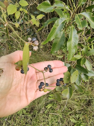 Smilax campestris, photograph 6