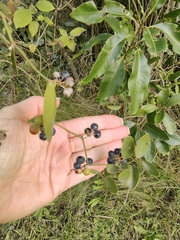 Smilax campestris, photograph (c) Anabela Plos, some rights reserved (CC BY)