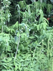 Polygonatum multiflorum