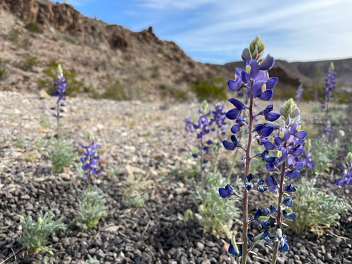 Big Bend Bluebonnet