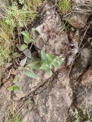Chromolaena hirsuta, photograph 5