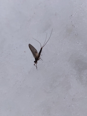 Leptophlebia
