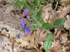 Pulmonaria hirta