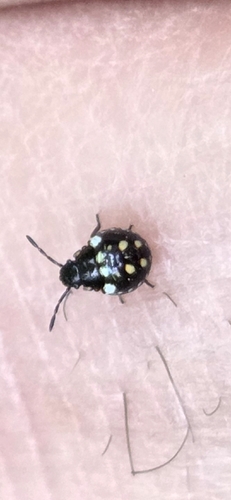 Southern Green Stink Bug