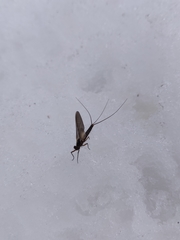 Leptophlebia