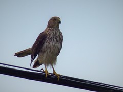 Accipiter cooperii