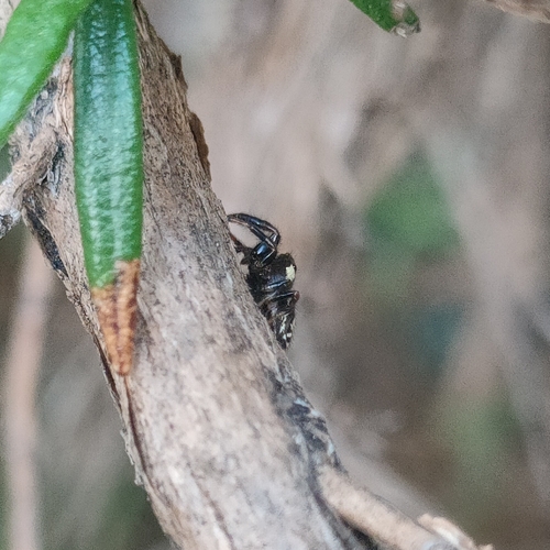 Mile End Jumping Spider
