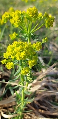 Euphorbia cyparissias